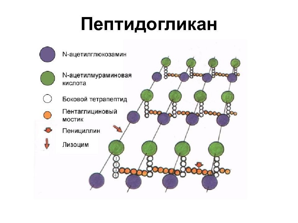 Лизоцим механизм действия. Пептидогликан клеточной стенки. Строение пептидогликана грамотрицательных бактерий. Пептидогликан грамположительных бактерий. Строение пептидогликана бактерий.