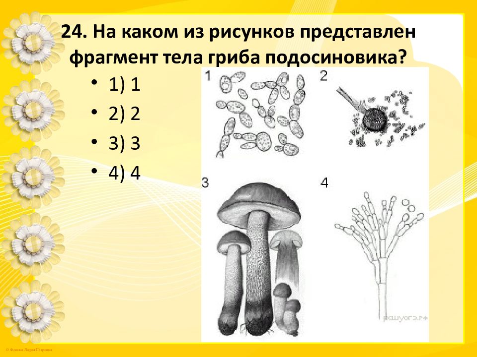 Огэ по биологии 2021. Фрагмент тела гриба подосиновика. Какое плодовое тело у подосиновика.