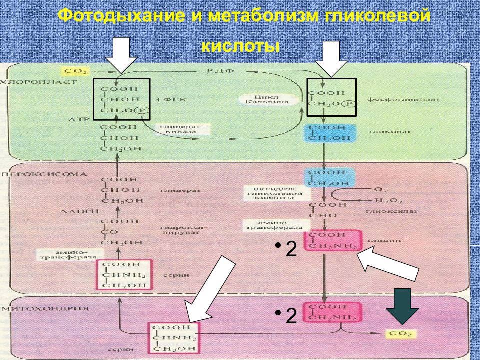 Кислота для обмена веществ. Фотодыхание гликолатный цикл. Фотодыхание и метаболизм гликолевой кислоты. Схема фотодыхания. Цикл гликолевой кислоты.