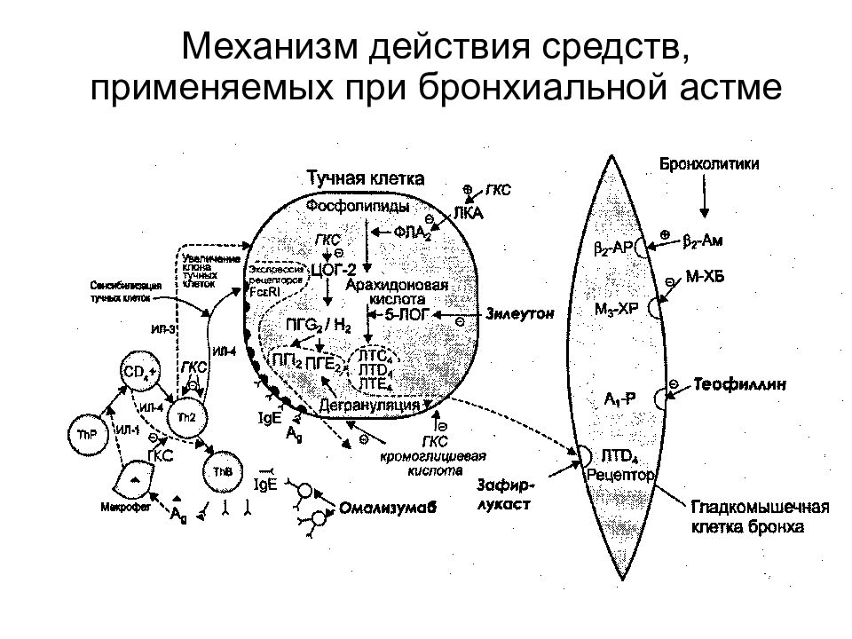 Механизм действия труда. Точки приложения препаратов при бронхиальной астме. Механизм действия при бронхиальной астмы. Механизм действия бета 2 адреномиметиков при бронхиальной астме. Механизм действия глюкокортикостероидов при бронхиальной астме.