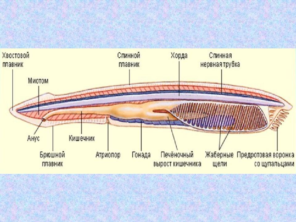 Презентация эволюция половой системы животных