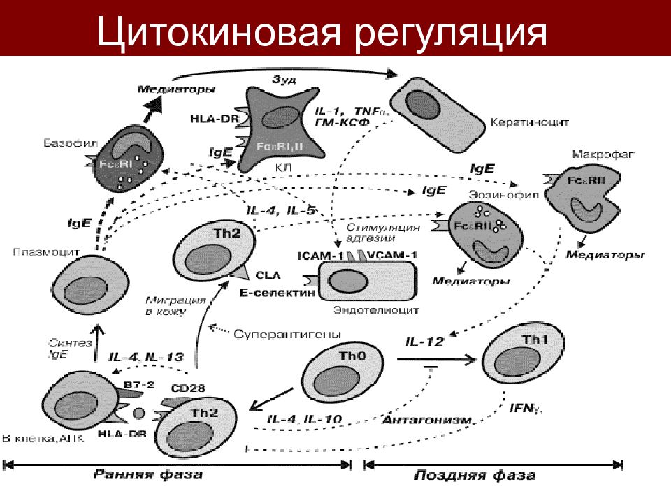 Цитокиновый шторм что это