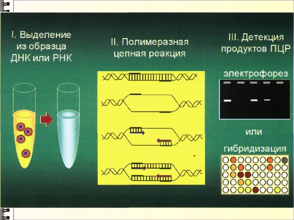 Выделение днк пцр