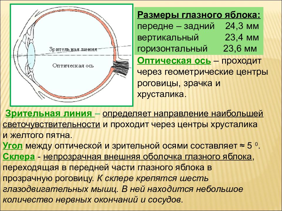 Прозрачная часть склеры относящаяся к оптической системе глаза на рисунке обозначена цифрой