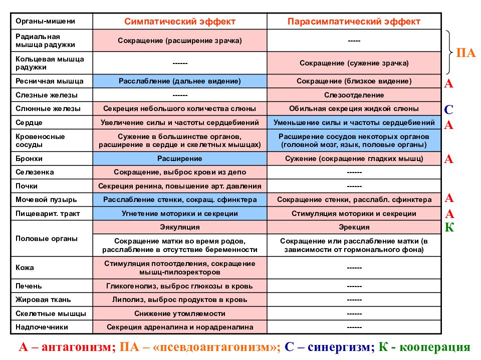 Действие органа. Органы мишени половых органов. Симпатические и парасимпатические влияния - радужка. Эффекты парасимпатической активации. Органы мишени симпатического и парасимпатического отделов.