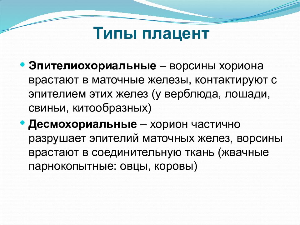 Типы плацент презентация