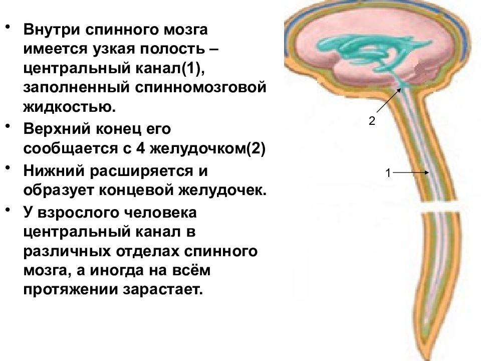 Канал спинного мозга. Центральный канал спинного мозга размер в норме. Локальное расширение центрального канала спинного мозга. Центральный канал спинной мозг. Спинной мозг внутри.