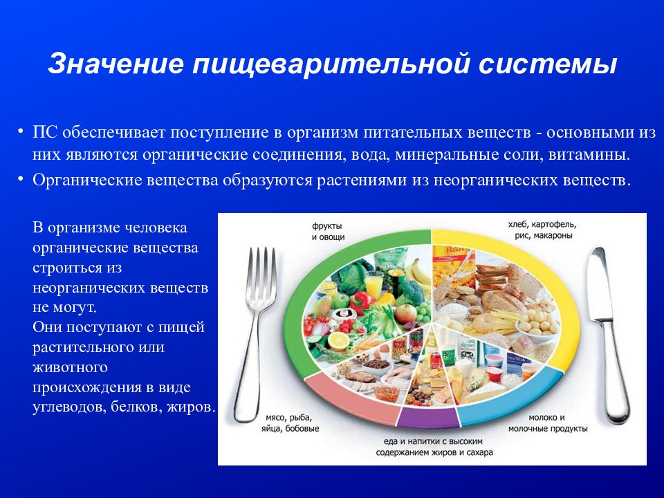 Значение кишечно. Значение пищеварительной системы. Функциональная система пищеварения. Понятие о пищевых веществах и их значение. Вещество значение пищеварительная система.