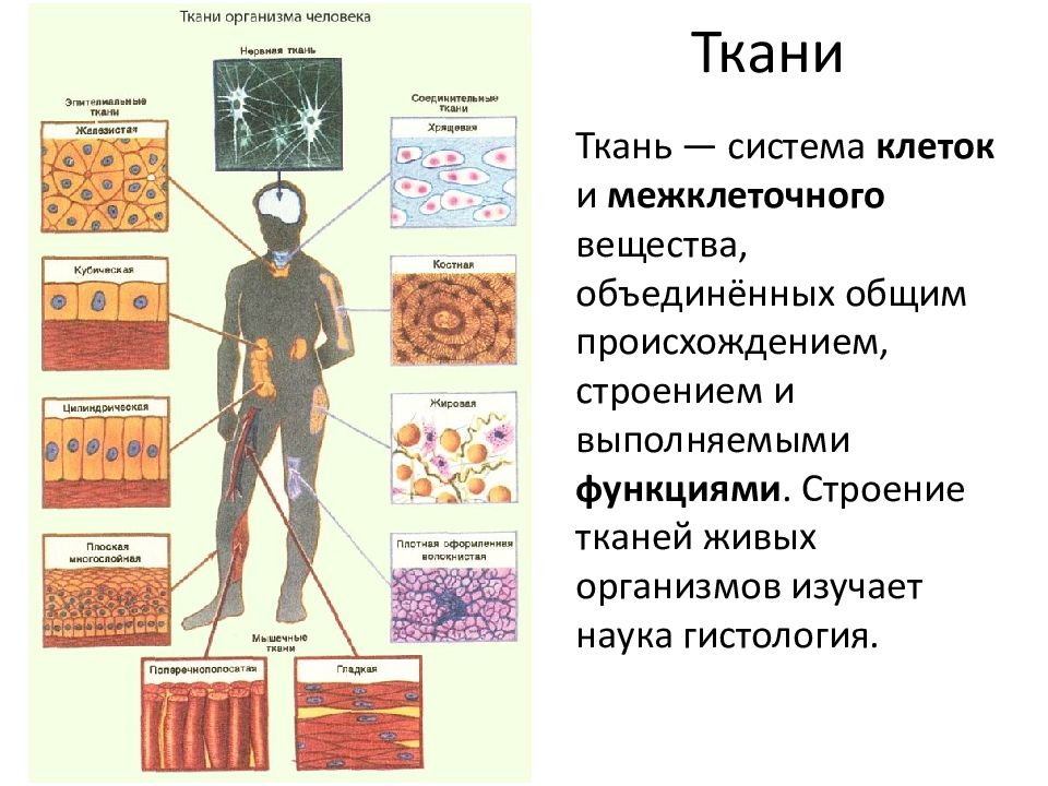 Какие ткани в организме человека. Строение тела человека клетки ткани органы системы органов. Типы тканей в человеческом организме. Ткани организма человека Тип клеток. Перечислите основные ткани организма человека и их функции.