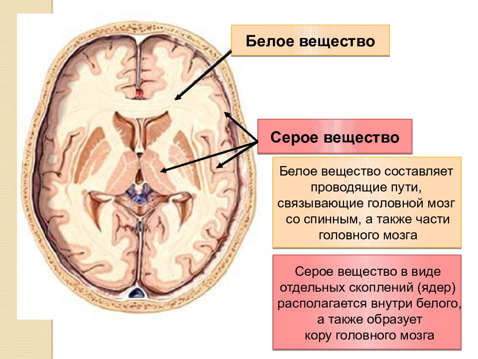 Какую функцию выполняет серое вещество мозга. Большие полушария серое и белое вещество. Мозг в разрезе серое и белое вещество. Распределение серого и белого вещества в головном мозге. Проводящие пути белого вещества головного мозга.