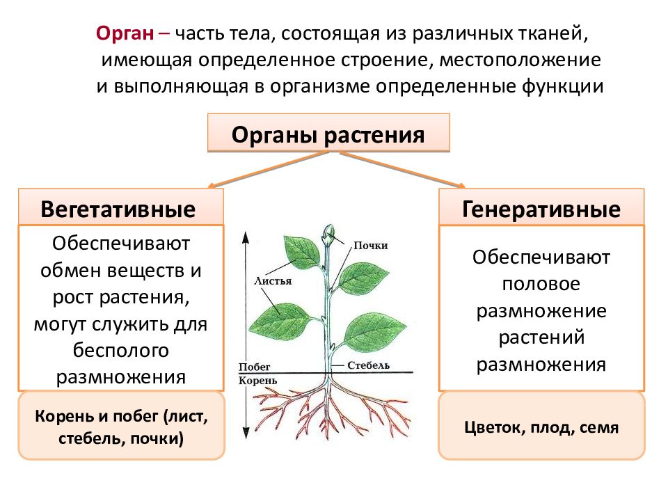 Вегетативные органы фото