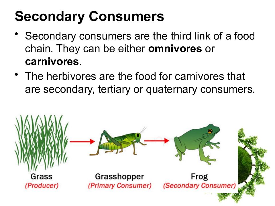 Food chain презентация