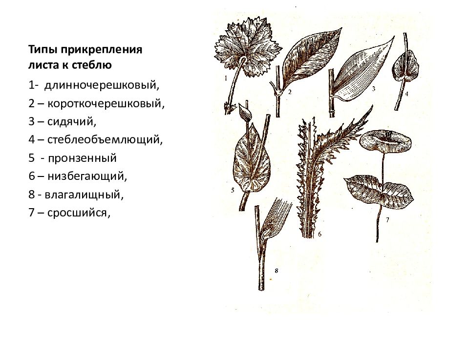 Определите лист стебель. Типы прикрепления листа к стеблю. Типы прикрепления листьев. Типы листьев черешковые и влагалищные. Прикрепление листьев к стеблю черешковый.