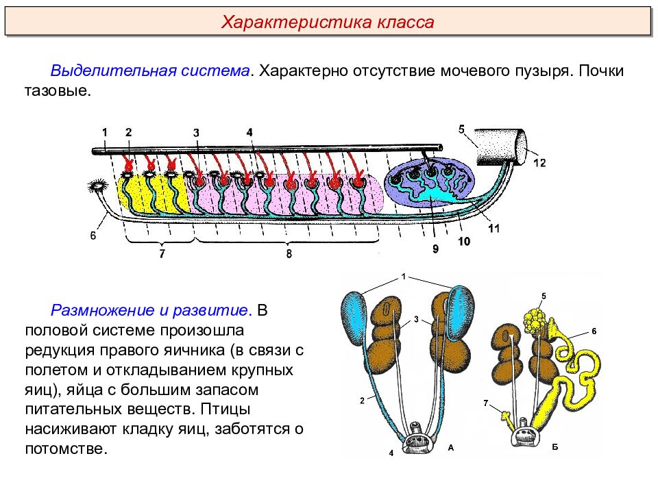 Птицы пименов презентация