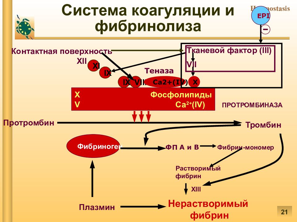 Патофизиология гемостаза презентация