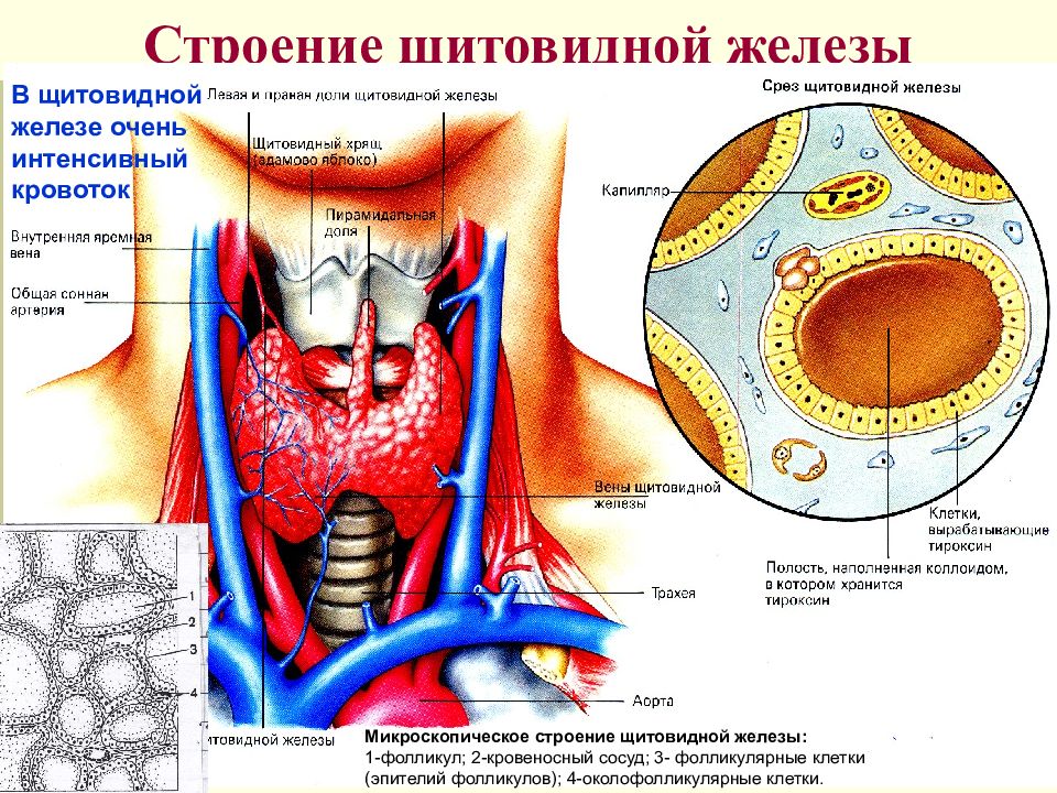 Щитовидная железа биология 8 класс. Анатомическое строение щитовидной железы. Строение фолликула щитовидной железы. Строение клеток щитовидной железы. Строение долек щитовидной железы.