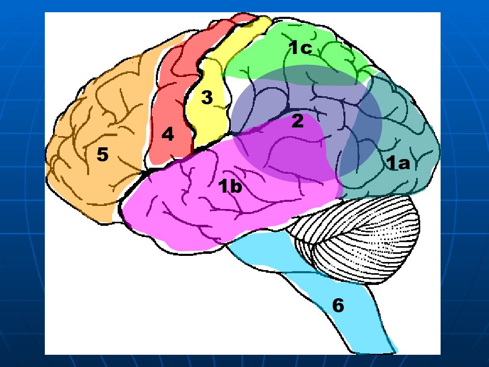 Неспецифические изменения мозга. Нейропсихологические факторы. Классификация нейропсихологических факторов. Пространственный фактор в нейропсихологии. Фактор пространственный локализация поражения головного мозга.