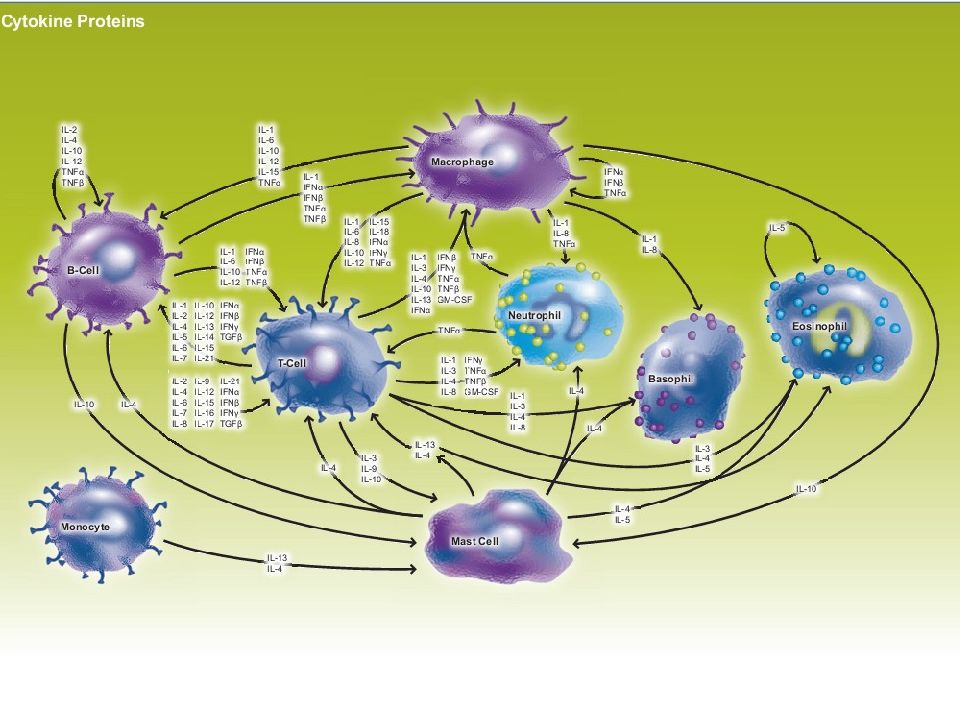 Система шести. Цитокиновая сеть. №6 «система цитокинов». Кто открыл цитокины. Ведущие цитокины.