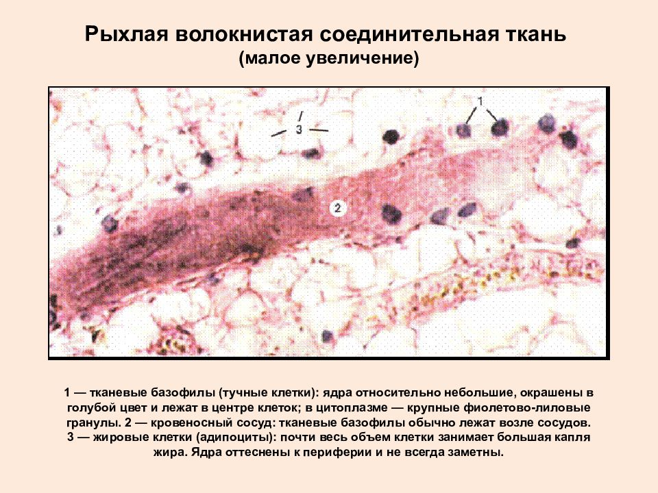 Ткань ядра клетки. Рубец соединительной ткани. Регенерация соединительной ткани микропрепарат. Препарат регенерация рыхлой соединительной ткани. Тучные клетки рыхлаяволокниста соед ткань.