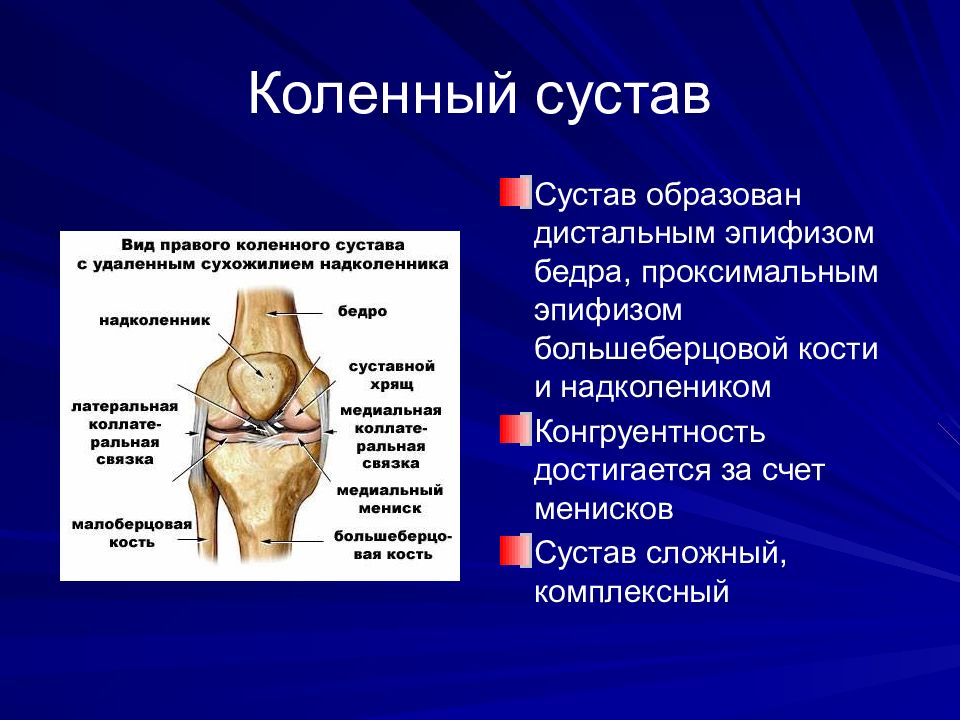 Описание суставов. Коленный сустав анатомия. Коленный сустав образован. Сложный сустав образован. Сложные суставы.