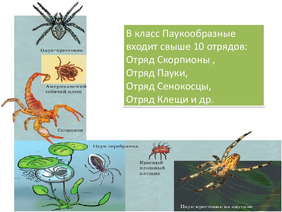 Презентация по зоологии 7 класс