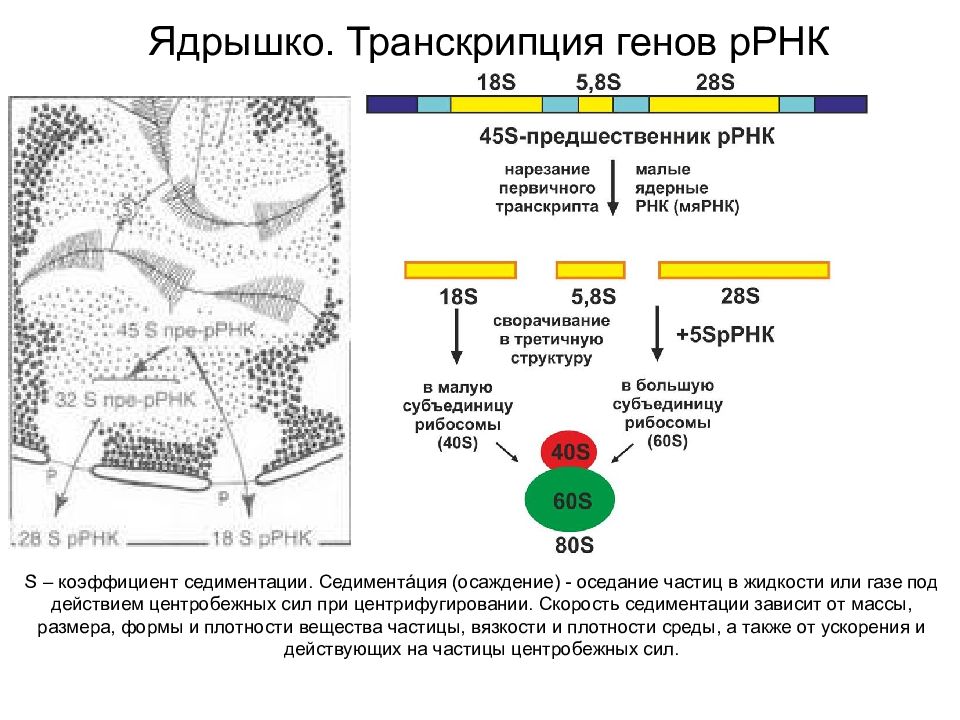 Седиментация белка. Коэффициент седиментации рибосом это. Транскрибируемый ген это.