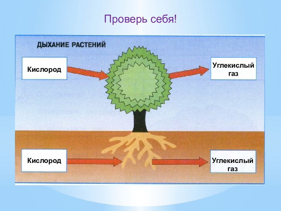 Питание растений 3 класс окружающий мир схема