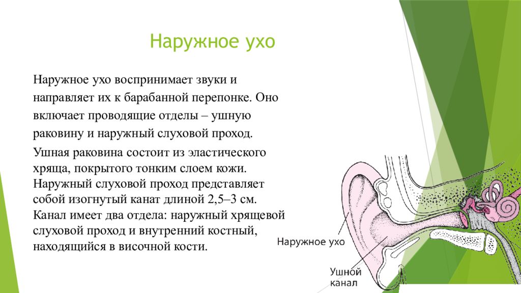 Периферический отдел слухового анализатора