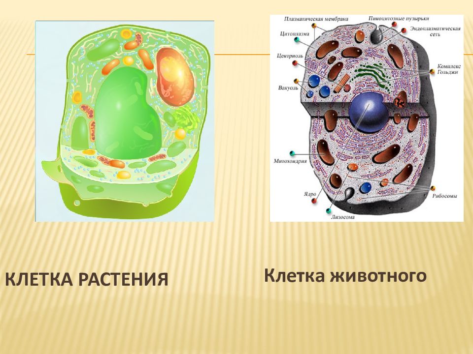 Клетка растений 10 класс