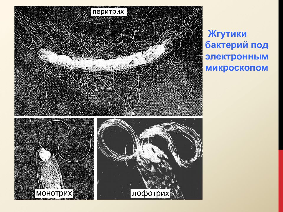 Жгутики это