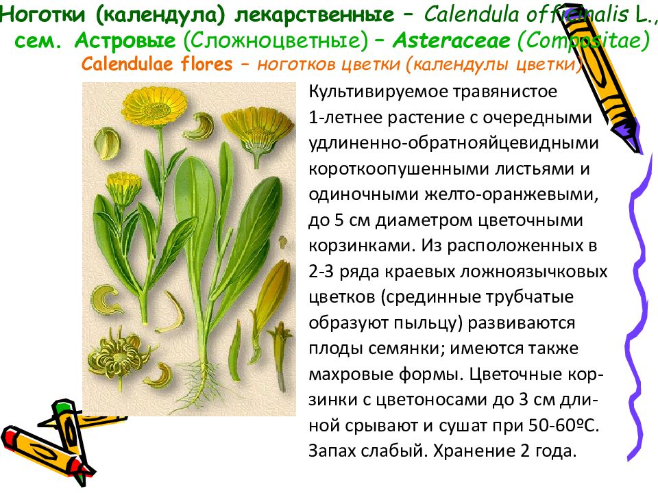 Календула свойства. Календула Сложноцветные. Календула лекарственная витамины. Календула лекарственная формула цветка. Календула лекарственная околоцветник.