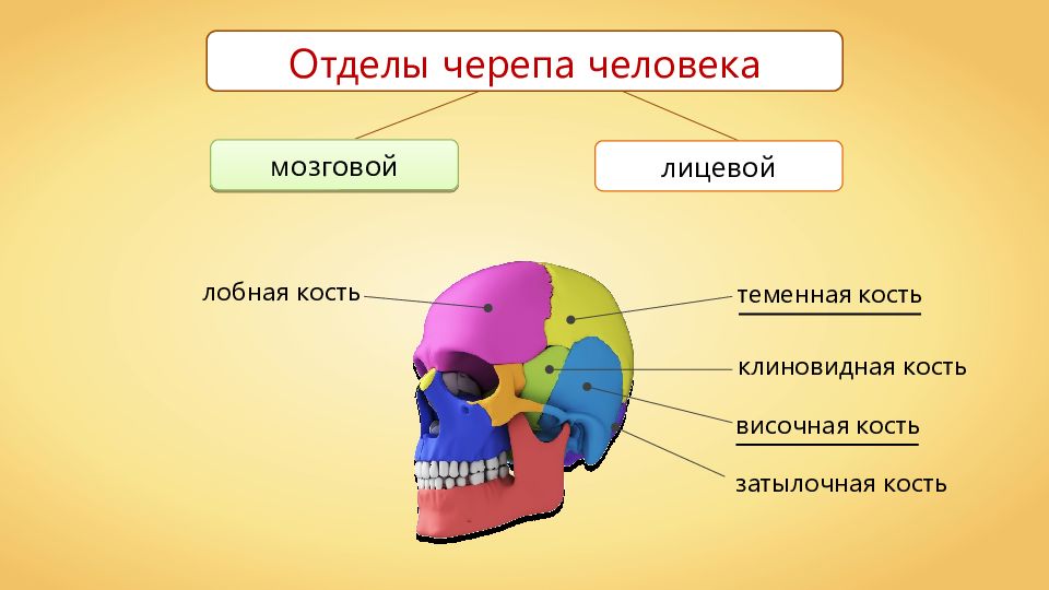 Чем можно объяснить легкость черепа. 8 Класс биология отделы черепа. Строение скелета головы биология 8 класс. Скелет головы доли. Скелет черепа человека биология 8 класс.