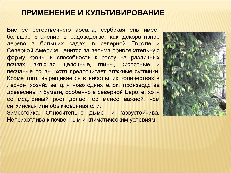 Использование ели. Ель применение. Значение и применение ели. Применение елей. Применение ели обыкновенной.