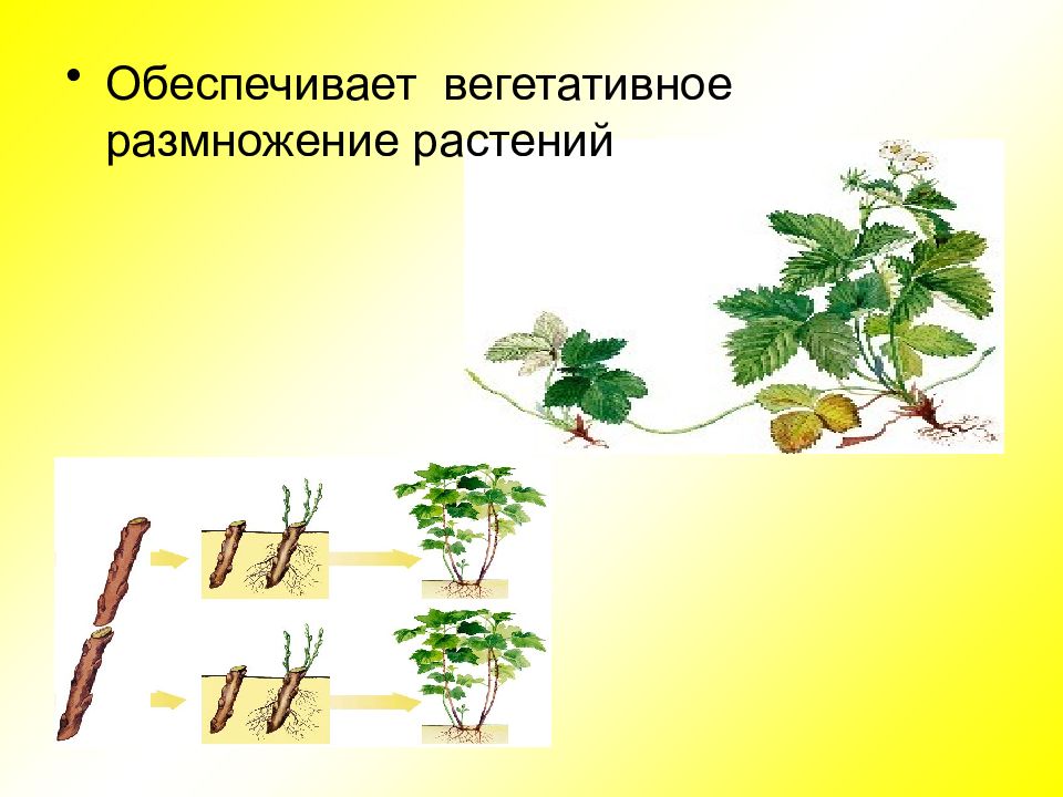 Орган обеспечивает вегетативное размножение растений