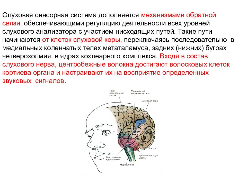 Система слуха. Сенсорная система слухового анализатора. Слуховая сенсорная система и ее роль в регуляции движений. Слуховая сенсорная система, ее функции. Структура и функционирование зрительной и слуховой сенсорных систем.