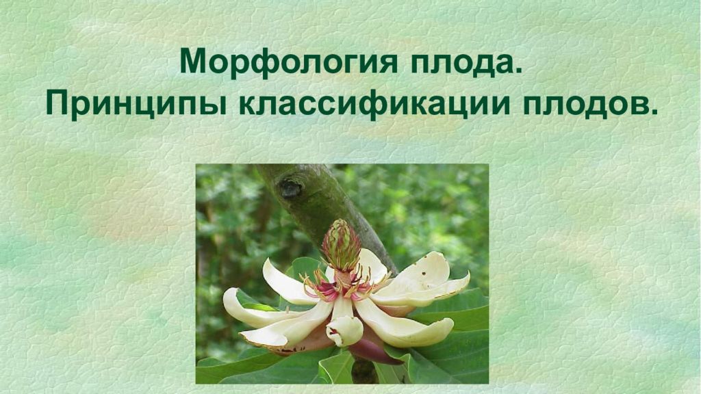Морфология плода. Принципы классификации плодов