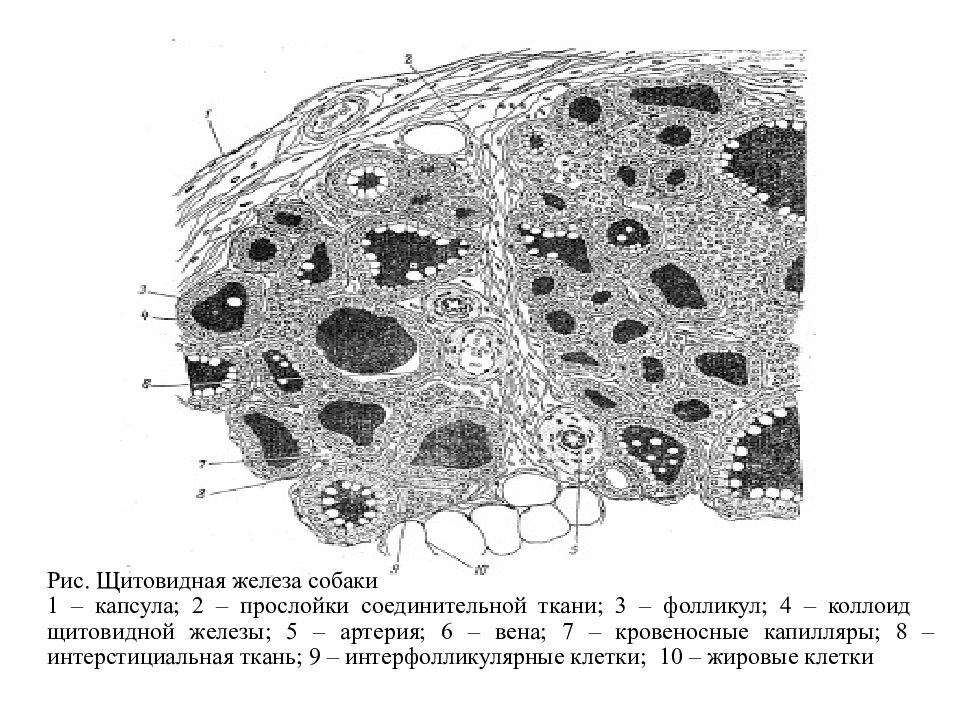 Железы 5. Железистый эпителий срез щитовидной железы. Эпителий щитовидной железы гистология препарат. Ткань щитовидной железы микропрепарат. Железистый эпителий комплекс Гольджи.