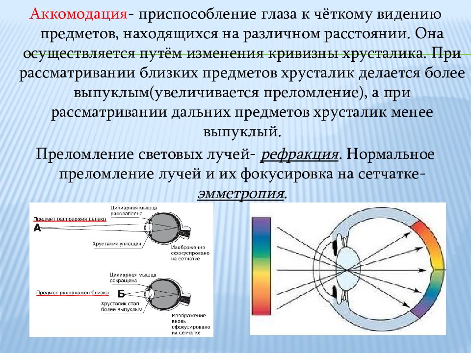 Сенсорная система презентация