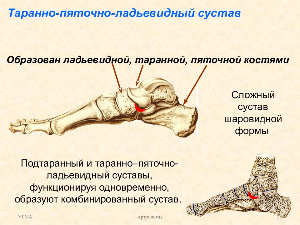 Сустав образован костями. Подтаранный сустав и таранно-пяточный сустав. Блок пяточно таранного сустава. Таранно-пяточно-ладьевидный сустав. Таранная кость подтаранный сустав.