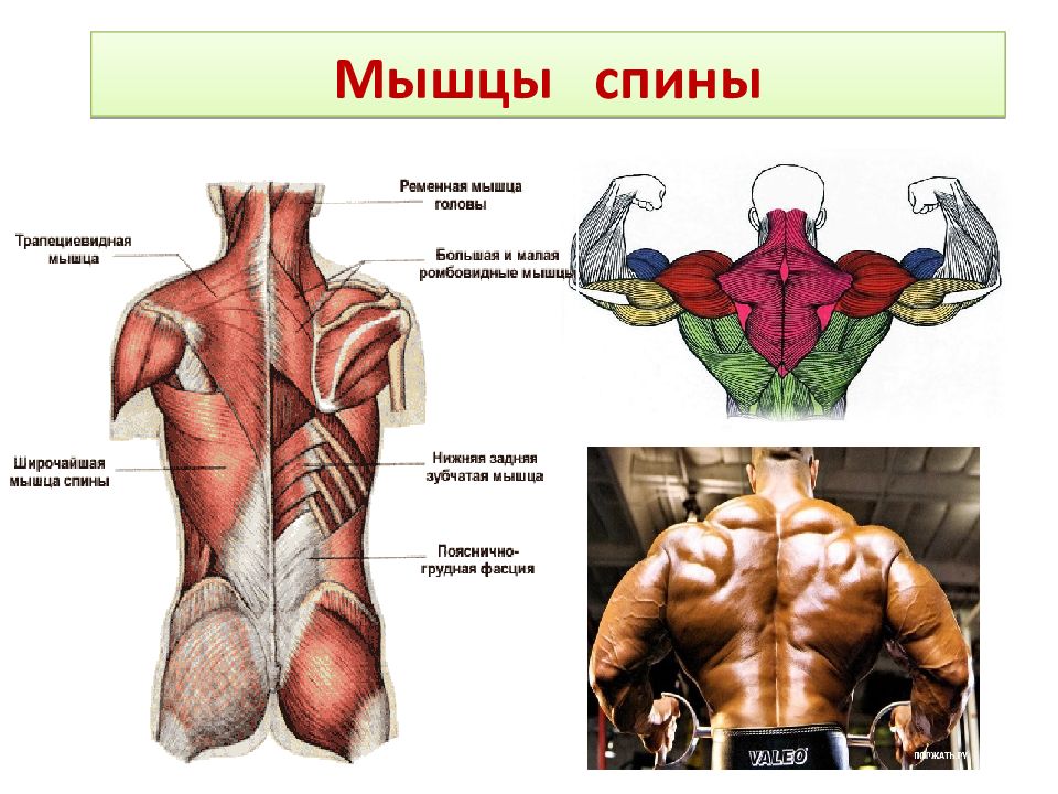 Части поясницы. Мышцы спины анатомия человека. Спинные мышцы. Название мышц спины. Поверхностные мышцы спины.