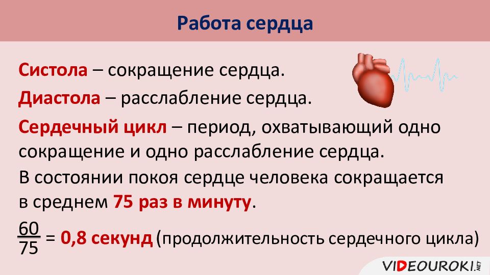 Строение и работа сердца биология 8 класс. Строение и работа сердца презентация. Биология работа сердца. Презентация по биологии на тему сердце. Презентация на тему работа сердца.