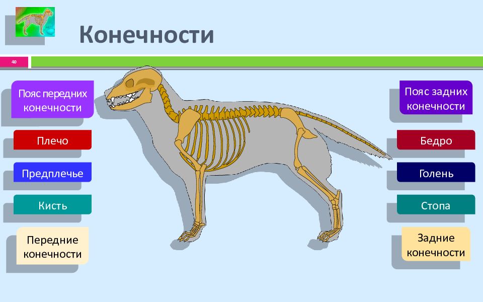 Строение скелета позвоночных животных. Лабораторная работа строение скелета млекопитающих. Лабораторная работа по биологии строение скелета млекопитающих. Сравните строение скелета конечностей позвоночных животных разных.