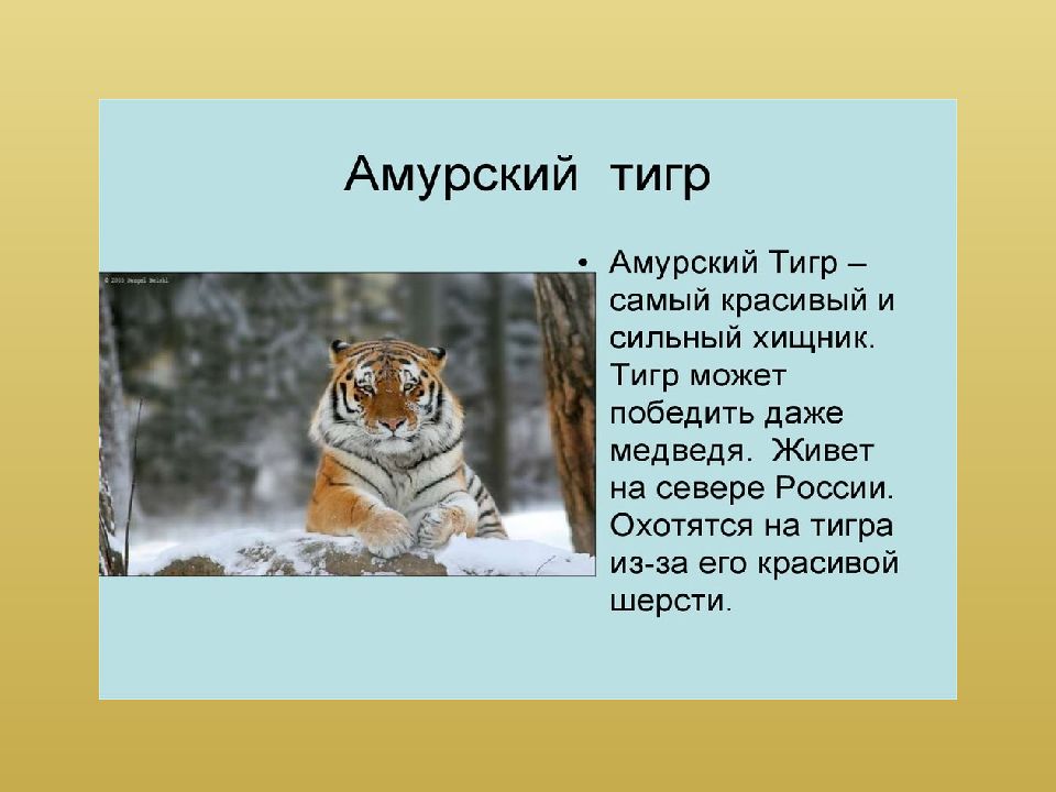амурский тигр
