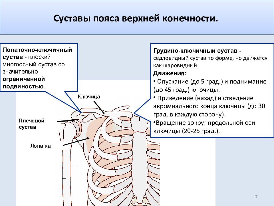 Суставы верхней конечности. Суставы пояса верхней конечности. Суставы пояса верхней конечности таблица. Суставы пляса верхн х когечостей. Суставы верх конечности.