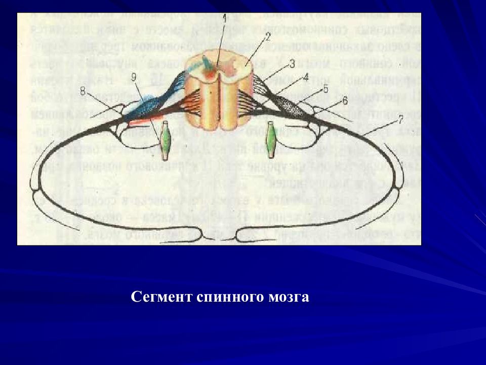 Сегмент спинного. Сегмент спинного мозга полусхематично. Сегмент спинномозгового нерва. Сегмент спинного мозга неврология. Сегменты спинного мозга и спинномозговые нервы.