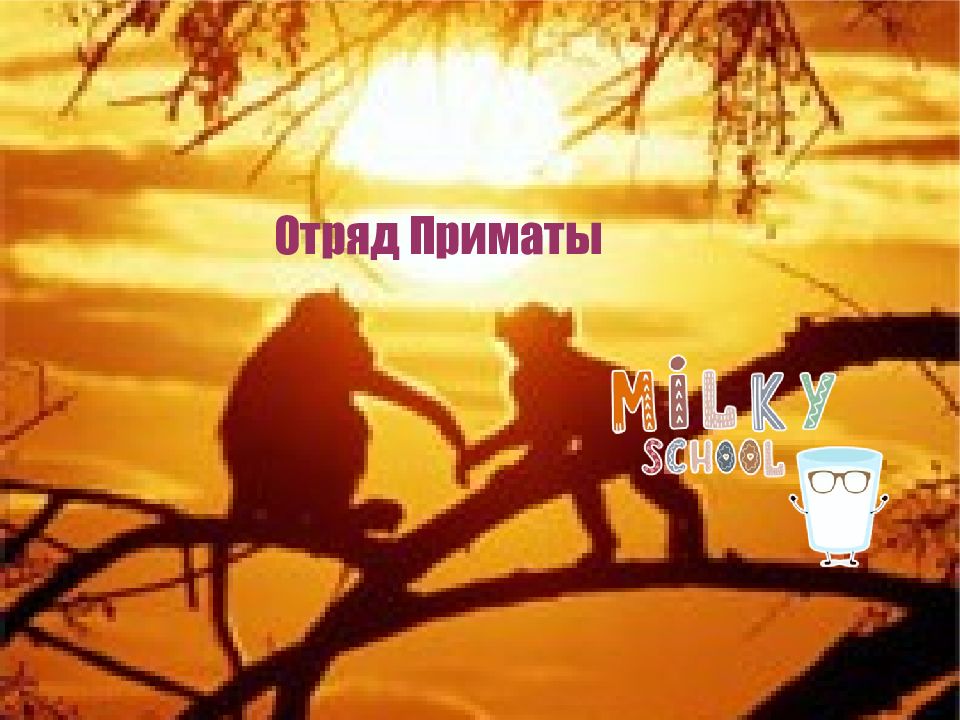 Отряд Приматы