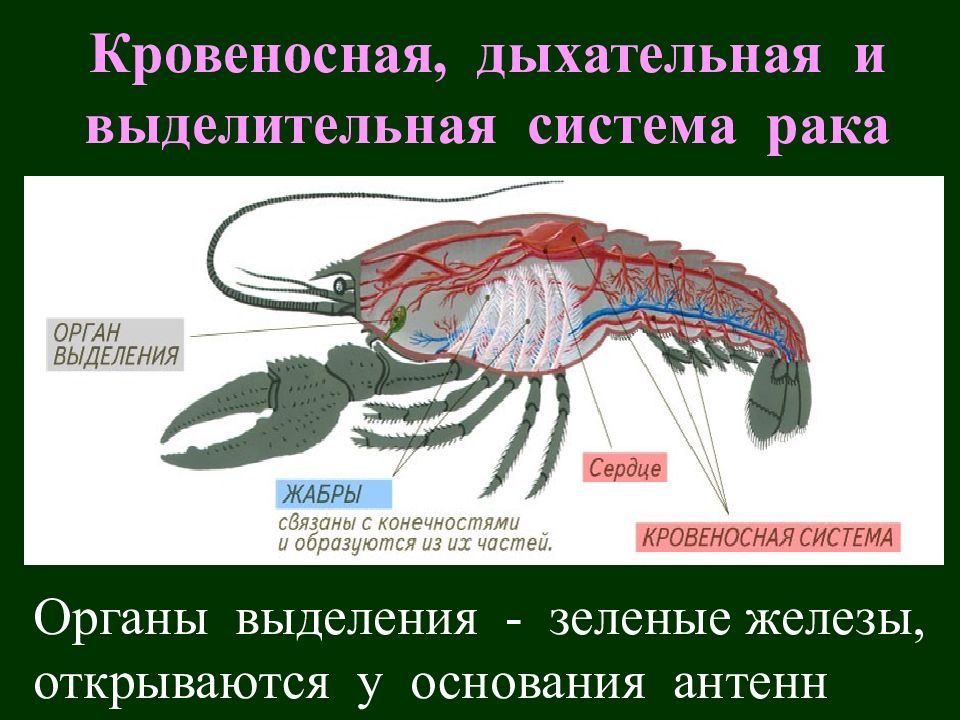 Класс ракообразные презентация