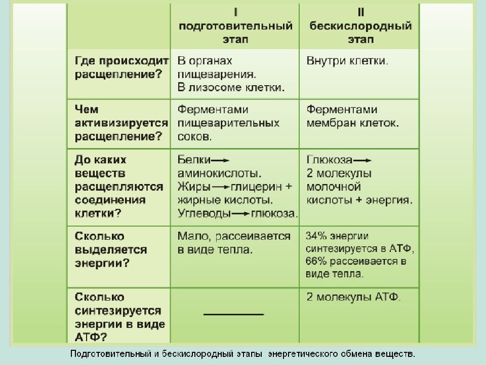 Какие этапы энергетического обмена