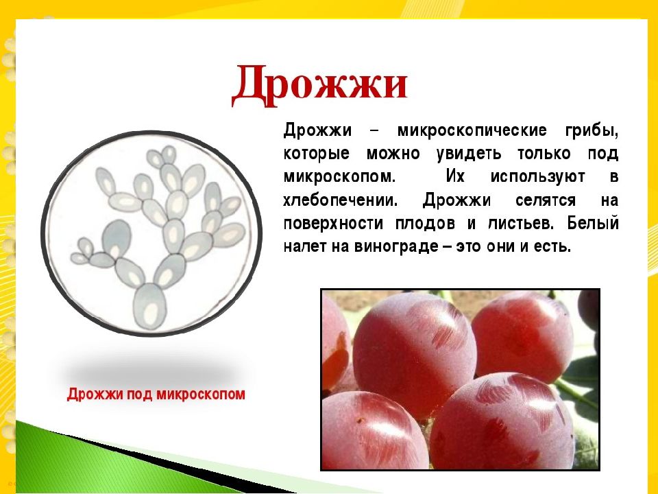 Рассмотрите изображение грибов ниже и отметьте под каким номером изображены дрожжи