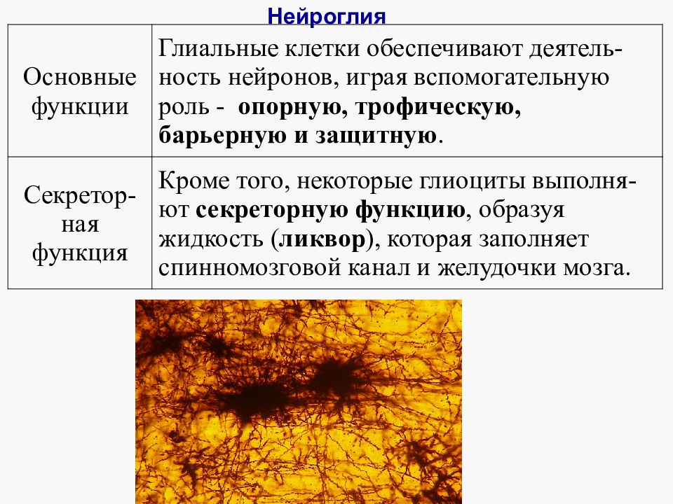 Функции нейроглии. Строение нейроглии таблица. Нервная ткань классификация глии. Функции нейроглии в нервной ткани. Функции клеток нейроглии.